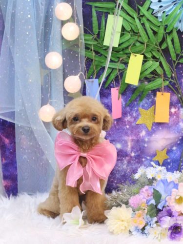 20250705らぶちゃん